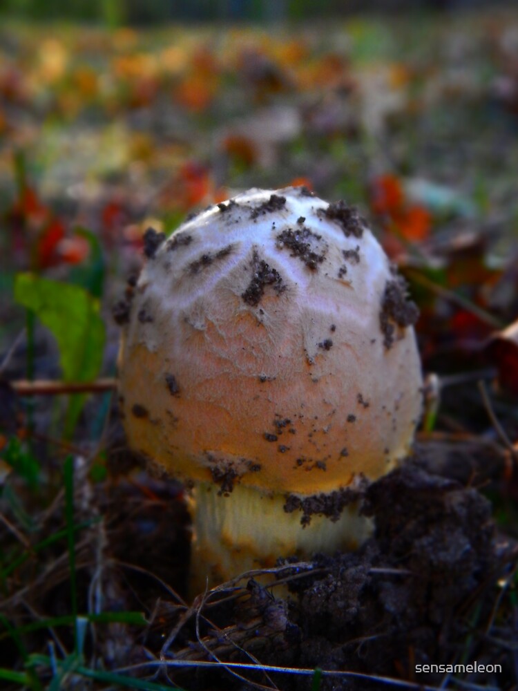 Mushroom Kingdom (0389) by sensameleon